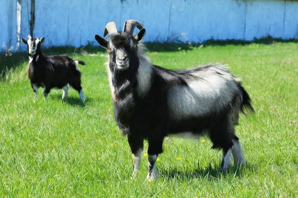 Милые козы на ферме — стоковое фото