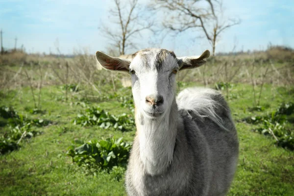 Goat grazing on green lawn — Stock Photo, Image