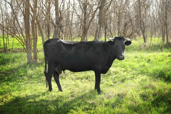 Pâturage des vaches sur la pelouse — Photo