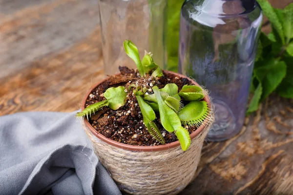 Dionaea muscipula bitki — Stok fotoğraf