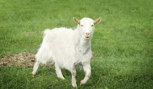 Yeşil çimenlerin üzerinde otlatma keçi — Stok fotoğraf