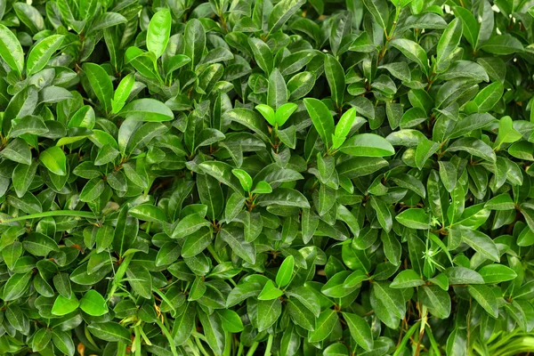 Тропічний кущ з зеленим листям — стокове фото