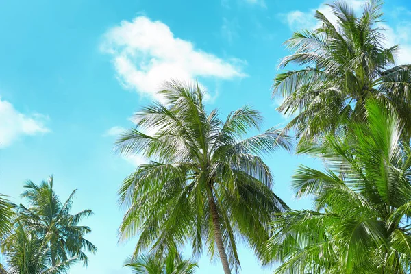Hermosas palmeras tropicales — Foto de Stock