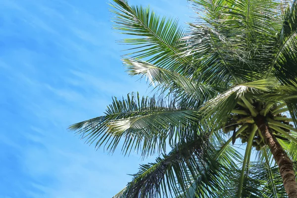 Pięknymi tropikalnymi palmami — Zdjęcie stockowe