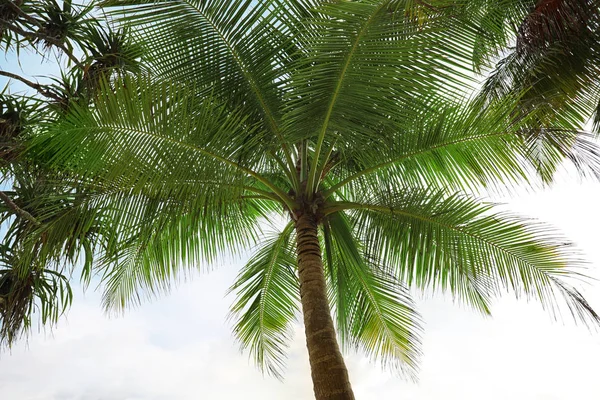 Зеленая пальма — стоковое фото