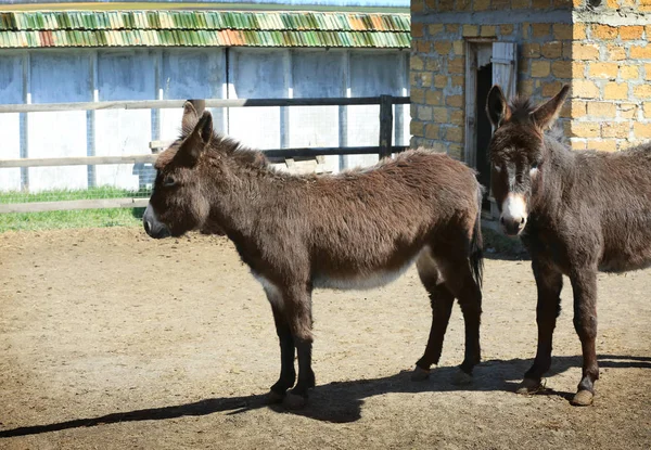 Cute donkeys on farm — Stock Photo, Image