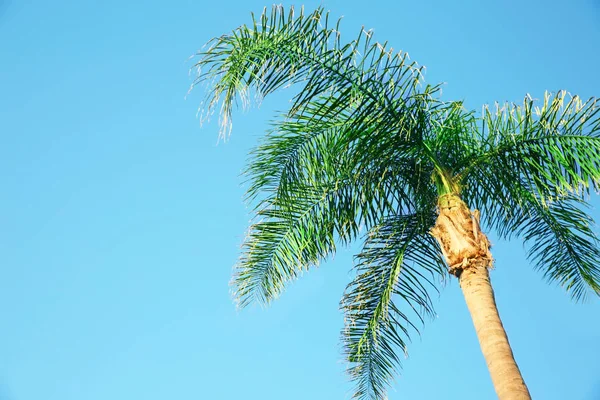 Wunderschöne tropische Palme — Stockfoto