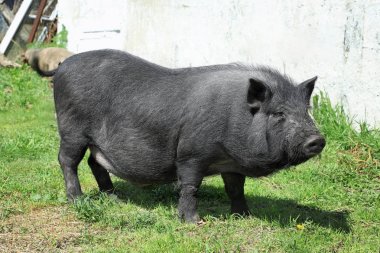 Çiftlikteki şirin domuz. 