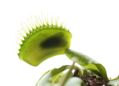 Böcek dionaea muscipula tuzak içinde 