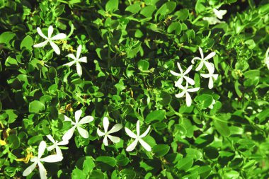 Güzel tropikal bush 