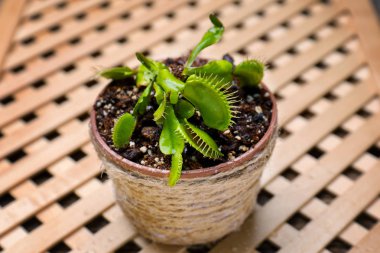 Dionaea muscipula bitki