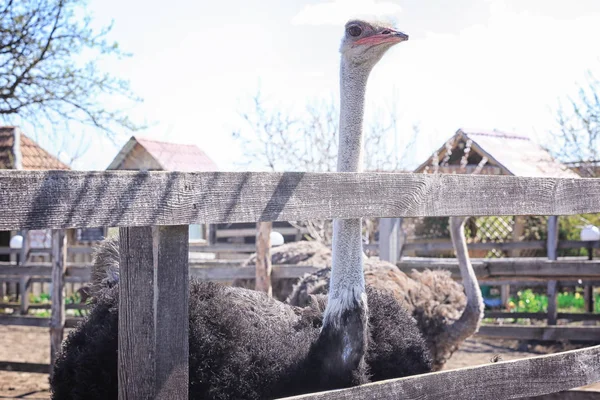 Kamelvogel auf Bauernhof — Stockfoto