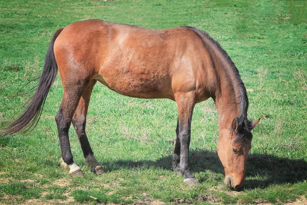 馬の放牧場に — ストック写真