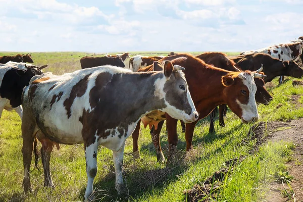 Mucche al pascolo sul campo — Foto Stock