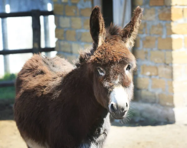 Aranyos szamár gazdaságban — Stock Fotó