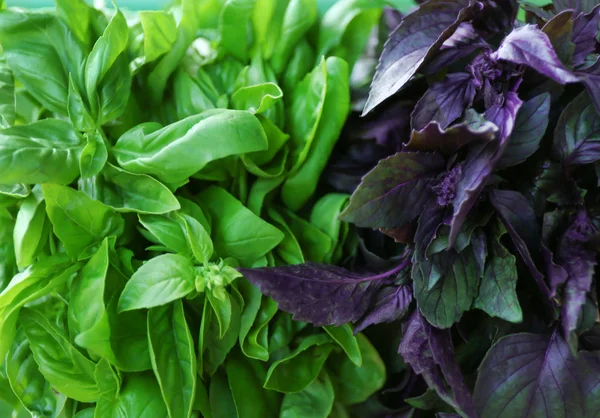 Green and red basil — Stock Photo, Image