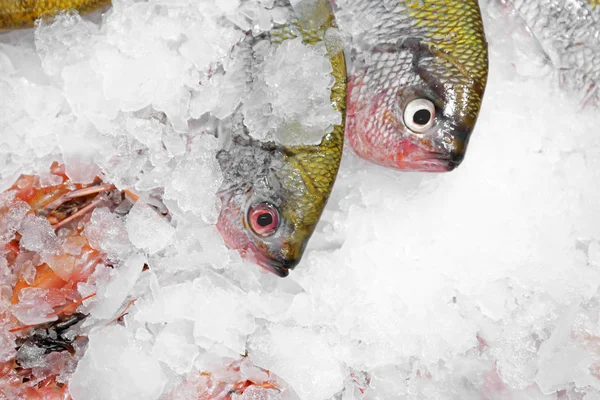 Peces frescos sobre hielo —  Fotos de Stock