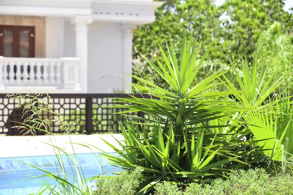 Hermosas plantas tropicales — Foto de Stock