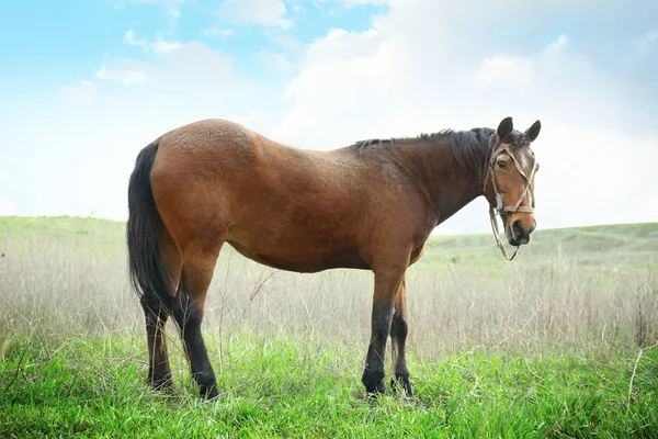 Коні пасуться на полі — стокове фото