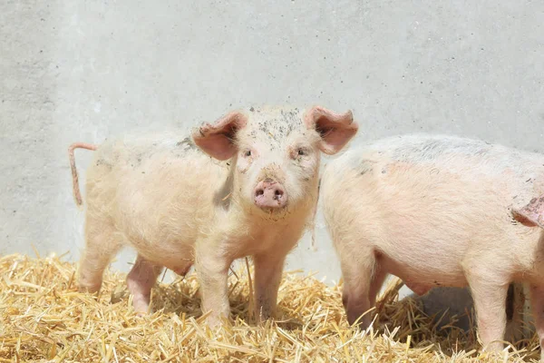Cute pigs on farm — Stock Photo, Image