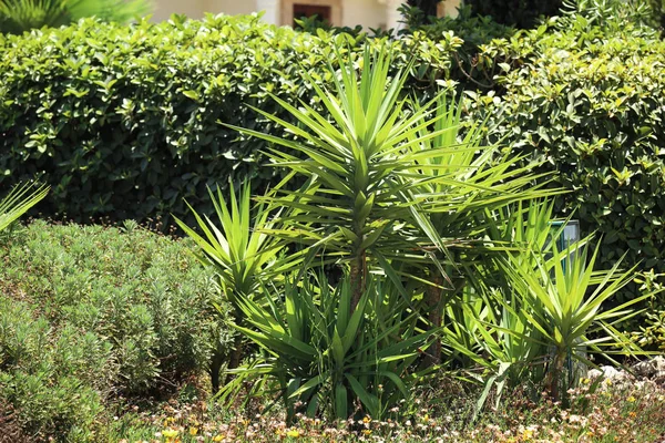 Beautiful tropical plants — Stock Photo, Image