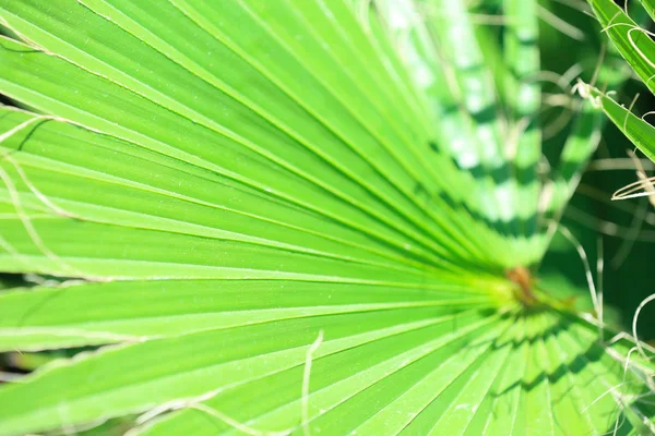 Zelený tropický list — Stock fotografie