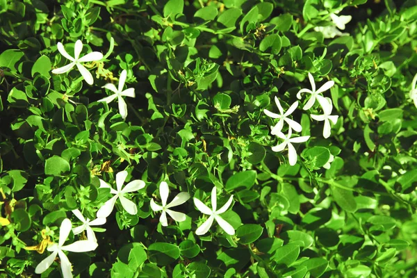 Güzel tropikal bush 
