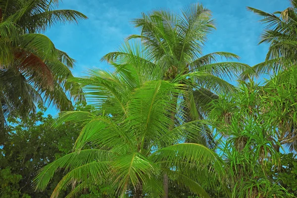 Красивые тропические пальмы — стоковое фото