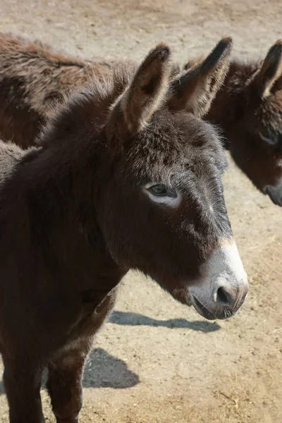 Cute donkeys on farm — Stock Photo, Image