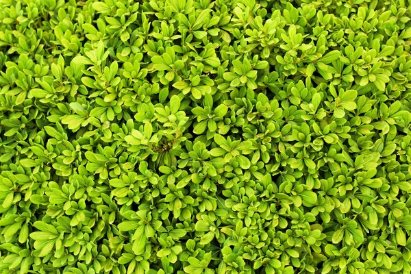 Тропический куст с зелеными листьями — стоковое фото