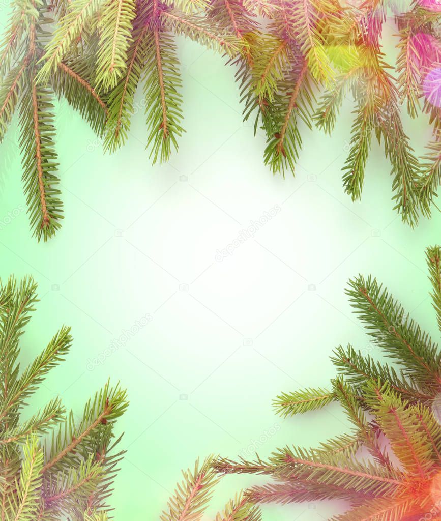 Frame of coniferous tree branches