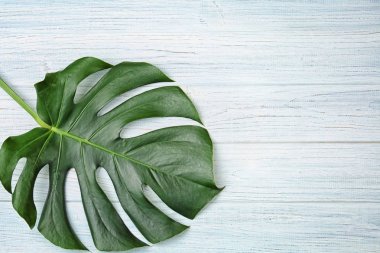 Monstera yaprak zemin üzerine