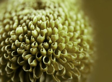 güzel yeşil çiçek