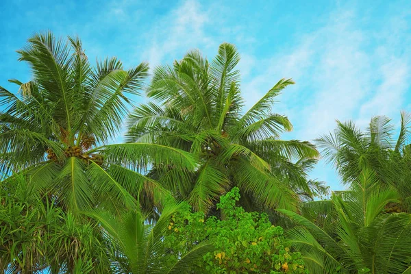 Красивые тропические пальмы — стоковое фото