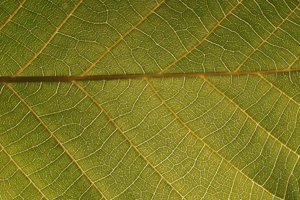 Texture of green leaf as background — Stock Photo, Image