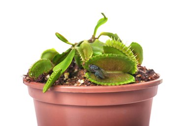 Dionaea muscipula sinek ile 