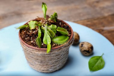 Dionaea muscipula ile kompozisyon