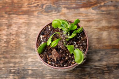 Dionaea muscipula ahşap arka plan üzerinde