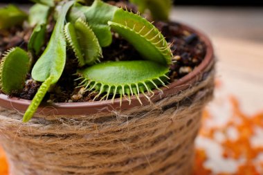 Dionaea muscipula arka plan bulanık, closeup üzerinde