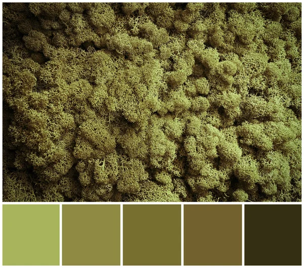 Zelený mech a palety barvy kombinace — Stock fotografie