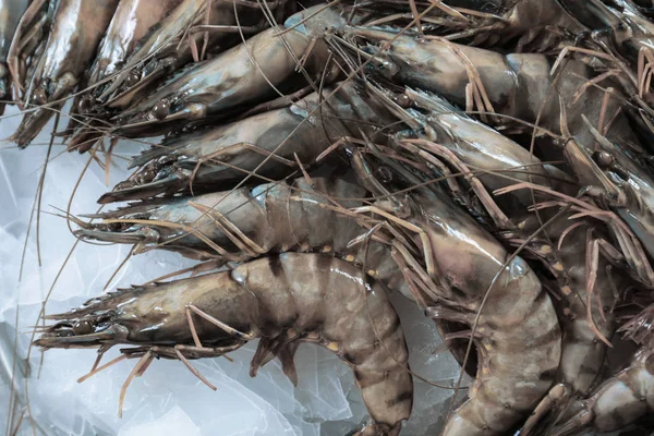 Crevettes fraîches sur glace — Photo