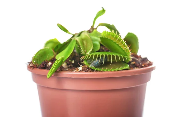 Dionaea muscipula z latać — Zdjęcie stockowe