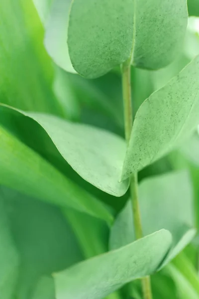 緑の植物、クローズ アップ、緑の色の概念 — ストック写真