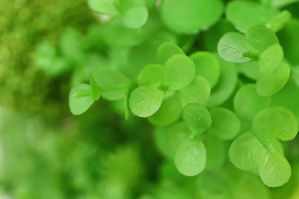 緑の植物、クローズ アップ、緑の色の概念 — ストック写真