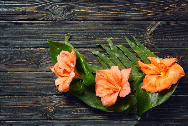 Composición de hermosas hojas tropicales —  Fotos de Stock