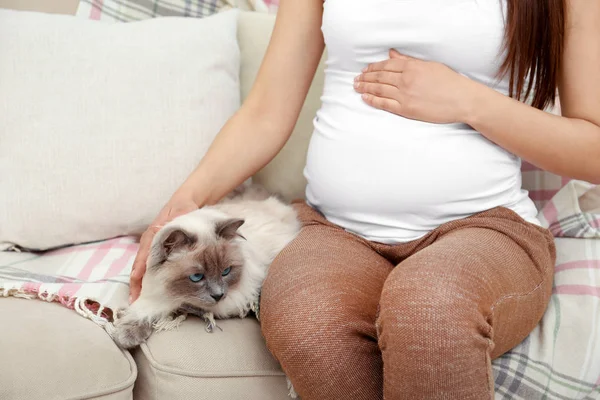 Jovem mulher grávida com gato bonito sentado no sofá na sala de luz — Fotografia de Stock