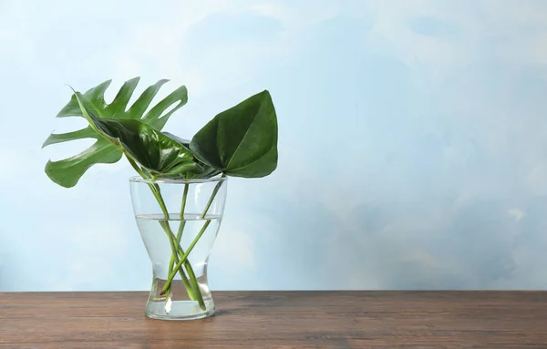 Vase with beautiful tropical leaves — Stock Photo, Image