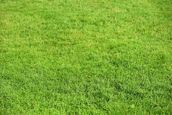 Green grass as background — Stock Photo, Image