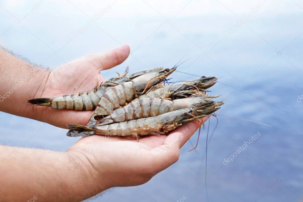 Fresh shrimps on hands — Stock Photo © belchonock 162766202