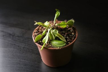 Dionaea muscipula karanlık tablo